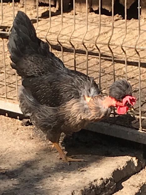 948A7474-D1A3-4D70-AC47-8313B607583A - Puisori 2019