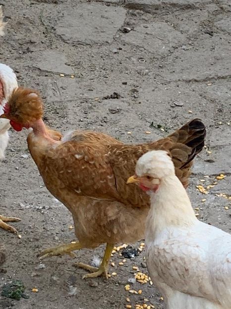 BE46B380-E894-483D-A4A3-FBC864303FF5 - Puisori 2019