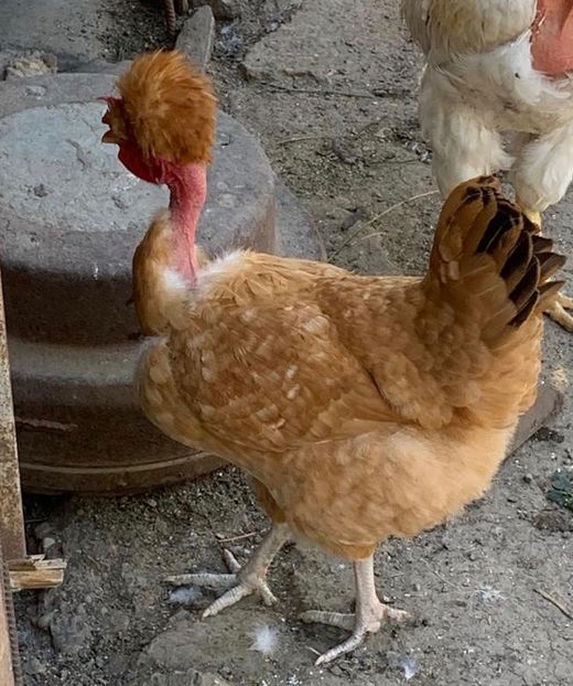 75666DD9-259E-40CB-B636-55922160087A - Puisori 2019