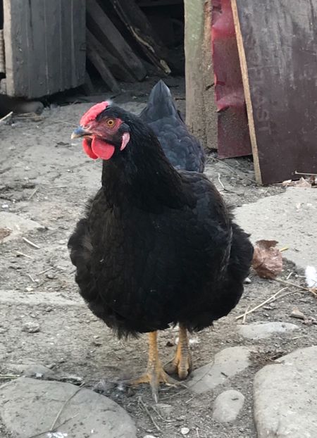 AC1ACB11-2E08-4FBD-9854-51CD2144C91A - Puisori 2019