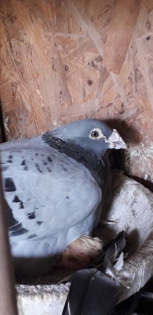 2019 inca reroduce cate 2 pui pana in Octombrie... - xxx Pigeons