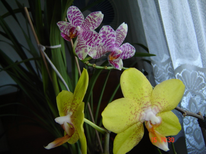 DSC00400 - orhideele mamei mele