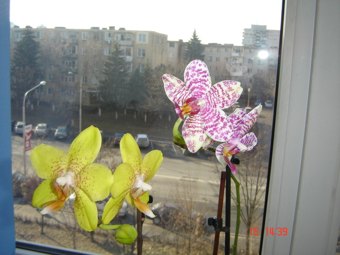 DSC00406 - orhideele mamei mele