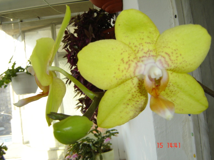 DSC00416 - orhideele mamei mele
