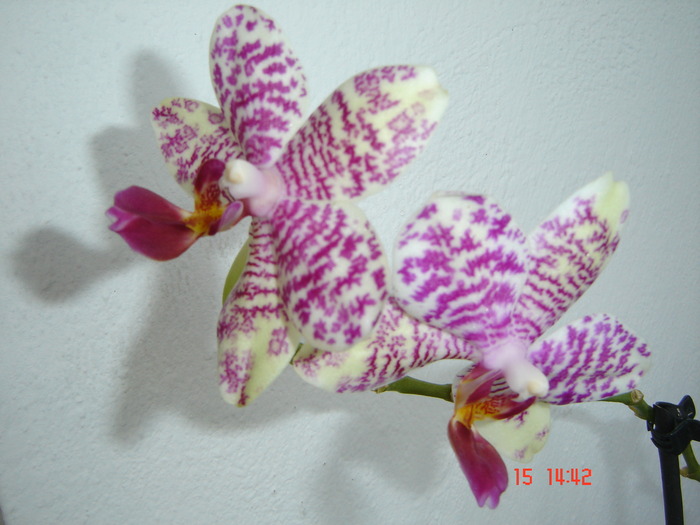 DSC00418 - orhideele mamei mele