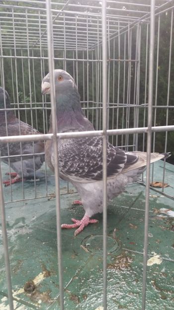 F2018 vanduta - PASARI DETINUTE