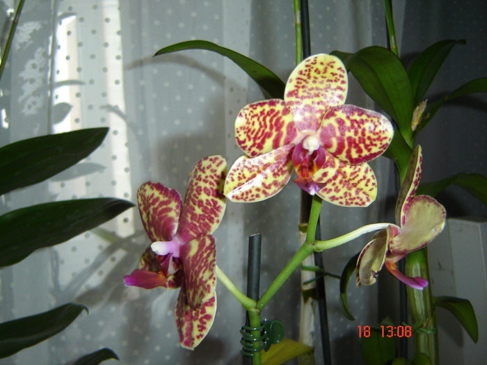DSC00446 - orhideele mamei mele