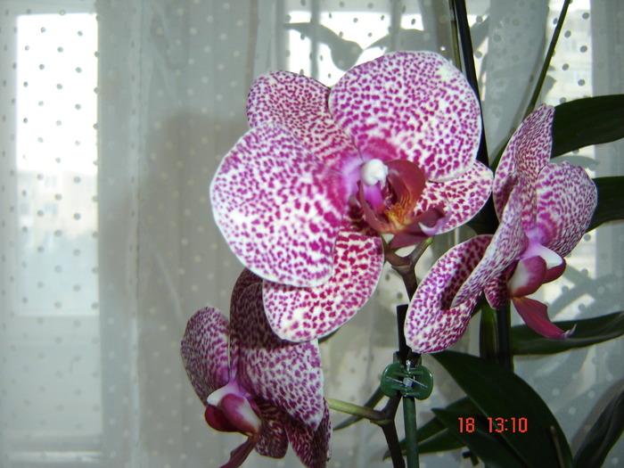DSC00450 - orhideele mamei mele