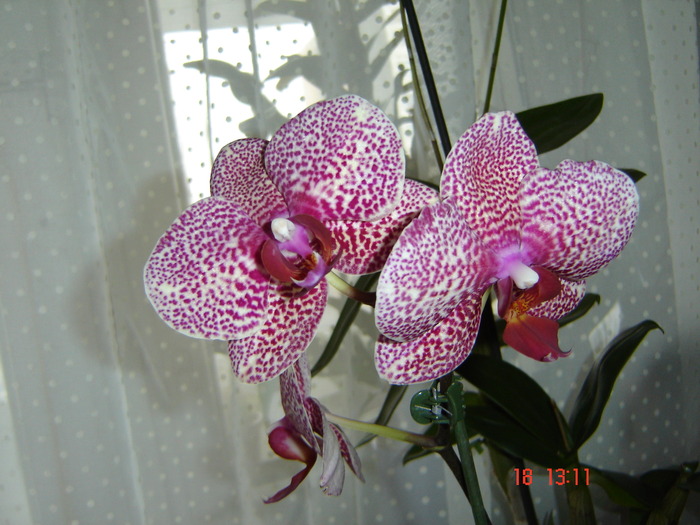 DSC00455 - orhideele mamei mele