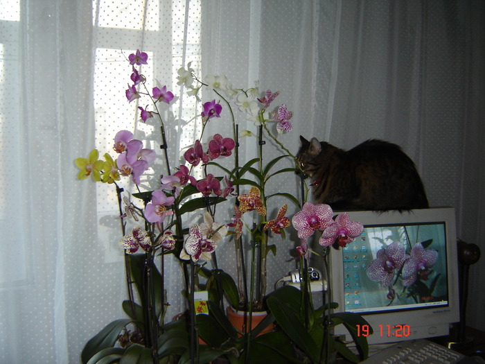 DSC00478 - orhideele mamei mele