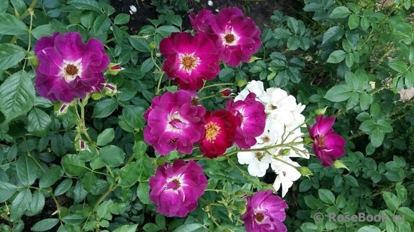 Route 66 -rezervat - Route 66