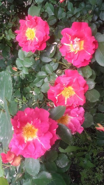 bajazzo-rezervat - Bajazzo