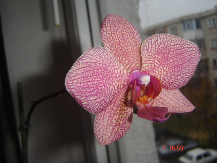 DSC00012 - orhideele mamei mele