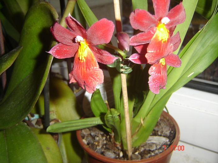 DSC00016 - orhideele mamei mele