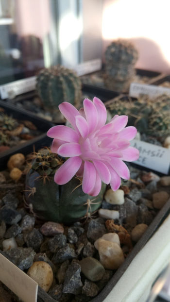 29.09.2019 - Gymnocalycium damsii v tucavocence