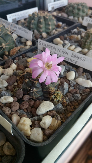 29.09.2019 - Gymnocalycium damsii v tucavocence