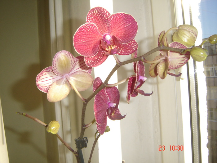 DSC00058 - orhideele mamei mele