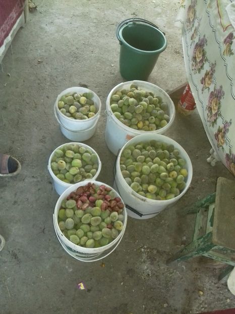 Productie mare Supernova dar .... - Migdali