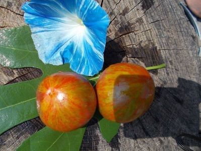  - SEMINTE ROSII - T 350 COEUR DE SURPRIZ