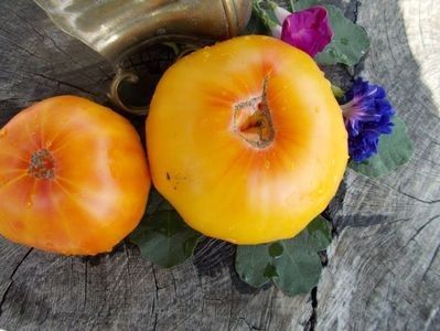  - SEMINTE ROSII - T 358 ARKANSAS MARVEL