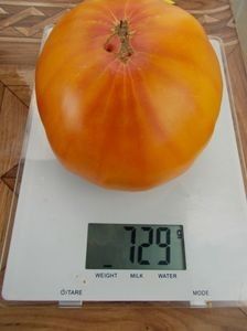  - SEMINTE ROSII - T 358 ARKANSAS MARVEL