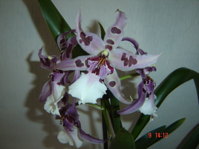 DSC08650 - orhideele mamei mele
