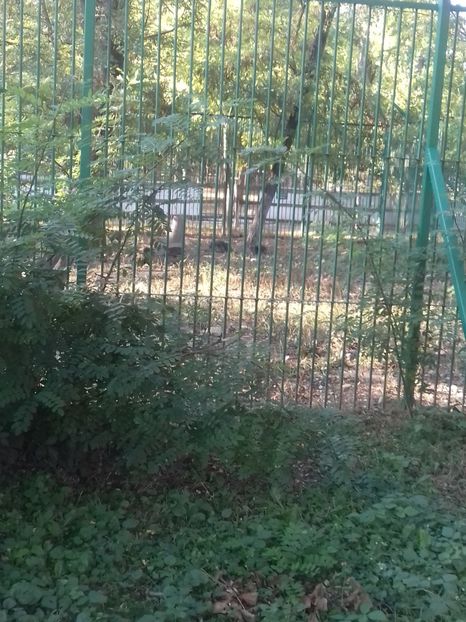  - Vâlcea zoo