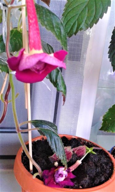 20190930_075629-f1 - Achimenes 17 09 2016789