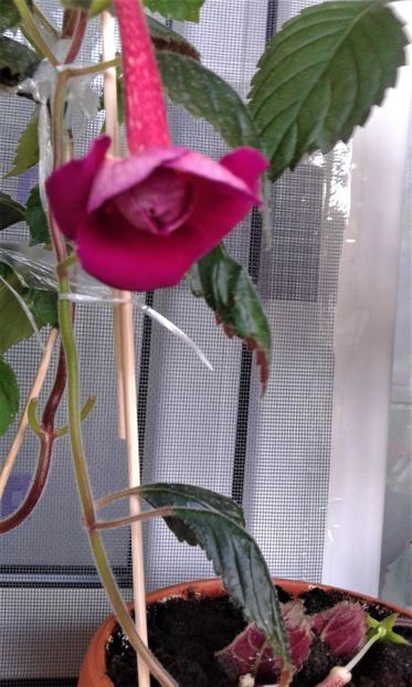 20190930_075610f4 - Achimenes 17 09 2016789