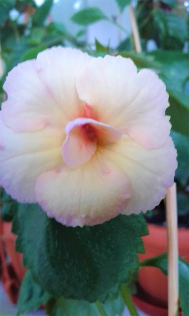  - achimenes diverse varietatii 27 09 2019