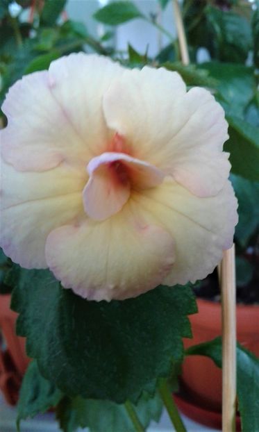  - achimenes diverse varietatii 27 09 2019