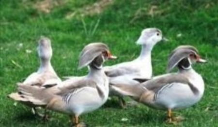 Rate Caroline Gri - Achiziții Romania 2020