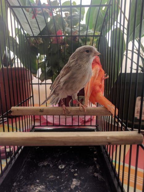  - 00 Canari de culoare