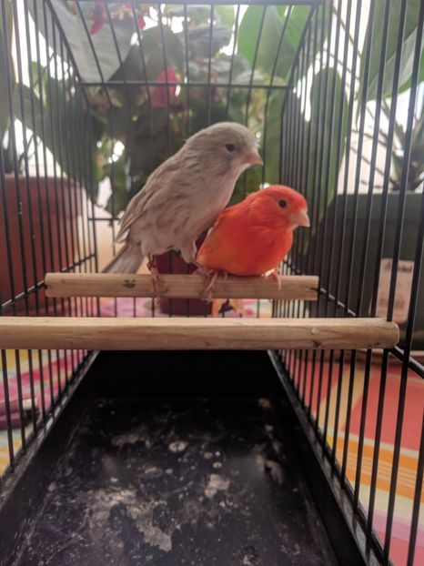  - 00 Canari de culoare
