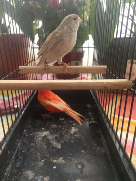  - 00 Canari de culoare