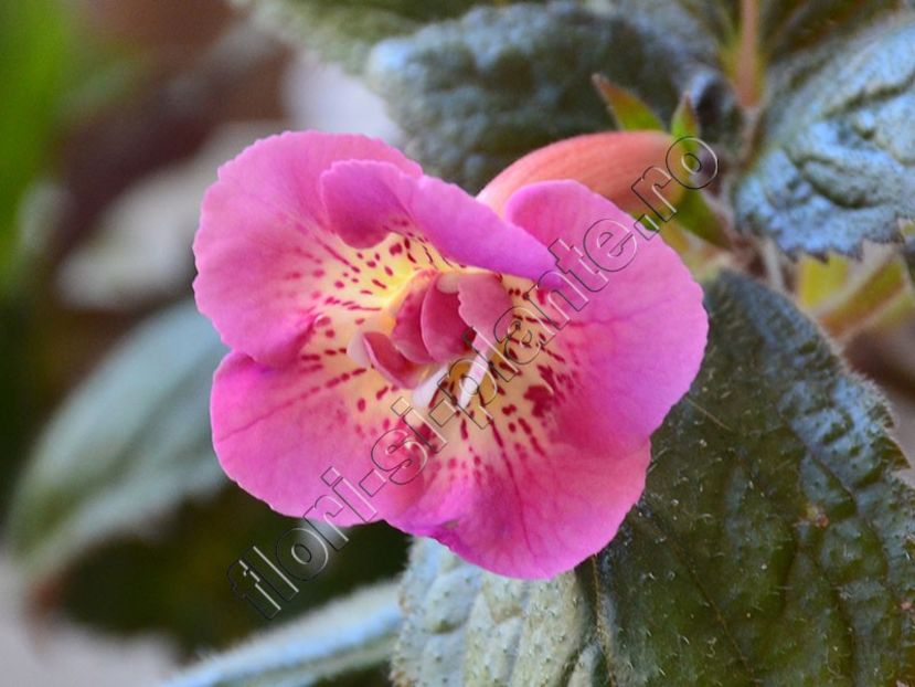 ×Achimenantha Star Tracker - ACHIMENES III