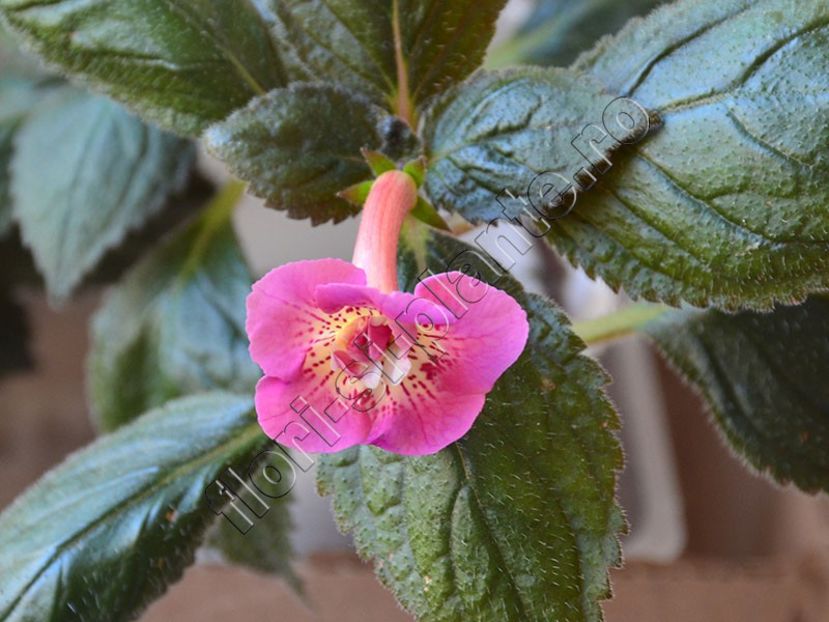 ×Achimenantha Star Tracker - ACHIMENES III