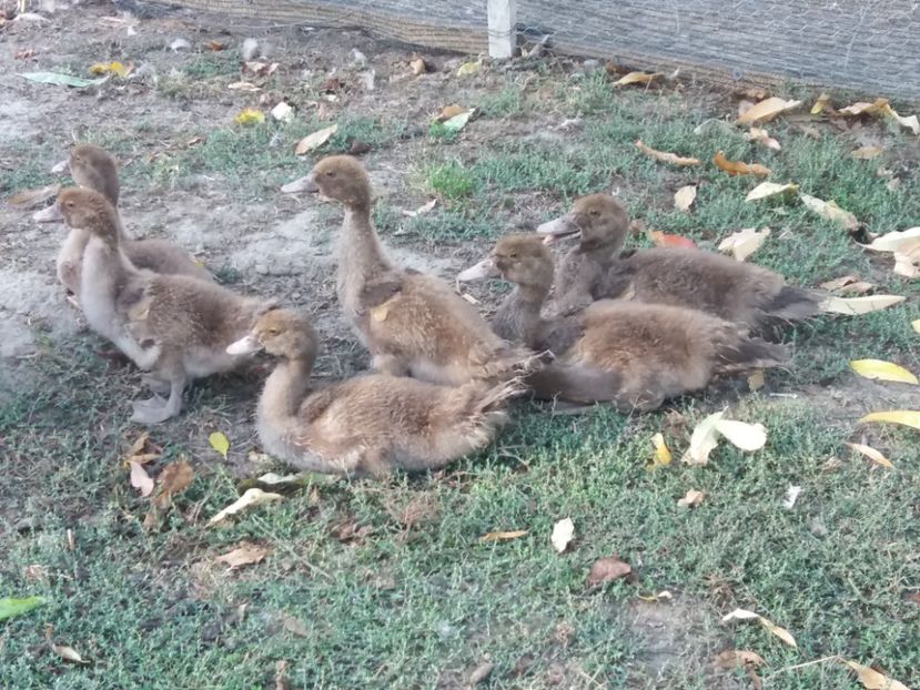  - Boboci ciocolatii 2019