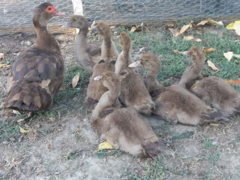  - Boboci ciocolatii 2019