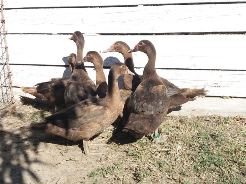  - Boboci ciocolatii 2019