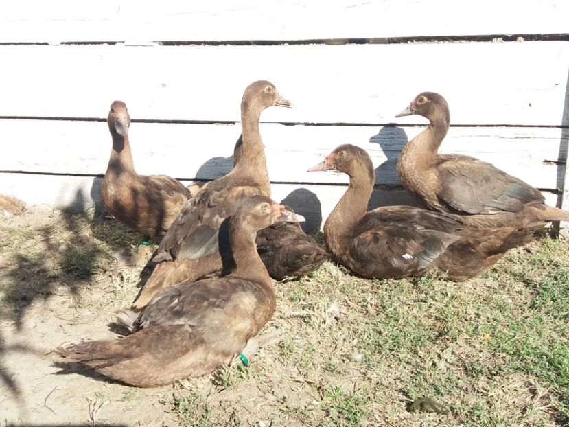  - Boboci ciocolatii 2019