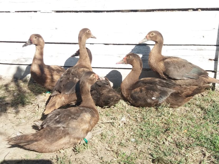  - Boboci ciocolatii 2019