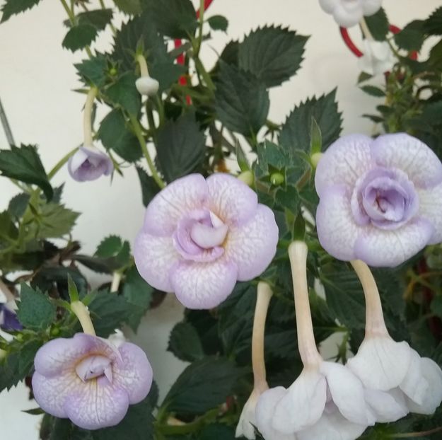  - LAVENDER BLISS
