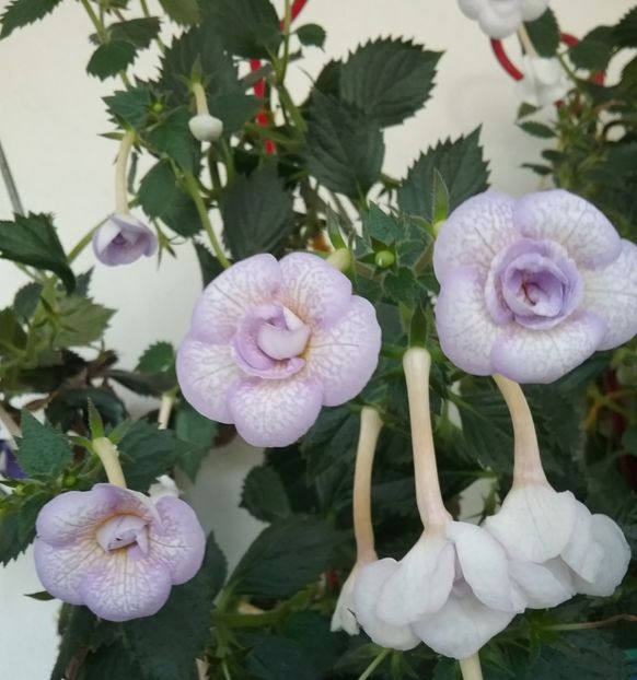  - LAVENDER BLISS
