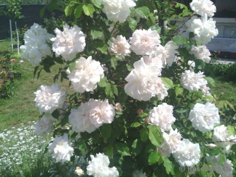 Mme Alfred Carriere-760 cm_rezervat - De vanzare-TOAMNA 2020