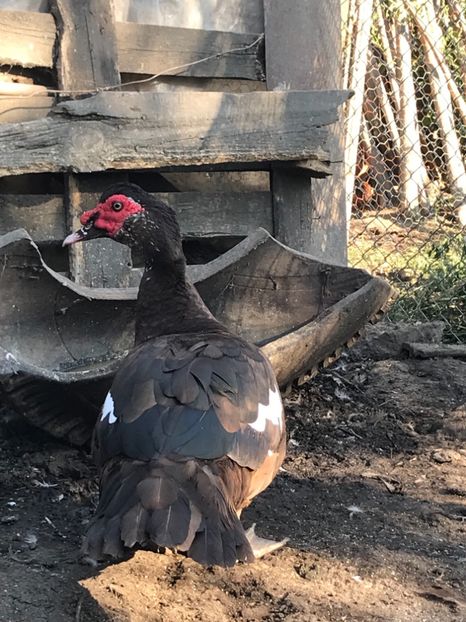 FB0C1EAB-45D0-4554-A9A5-80EB1DC0BE20 - Familie lesesti ciocolatii 2019