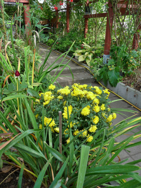  - 2019 - 03 - Toamna