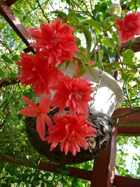  - 2019 - 03 - Toamna