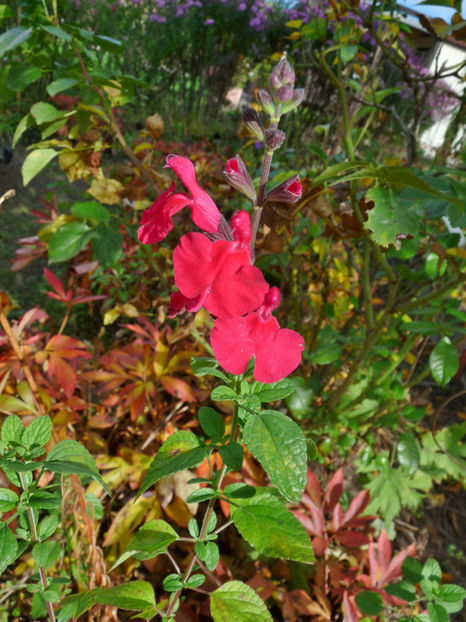  - 2019 - 03 - Toamna