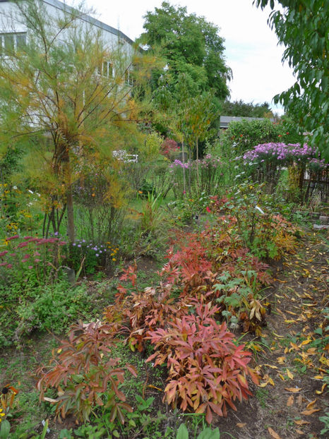  - 2019 - 03 - Toamna